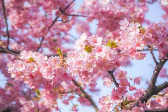 桜盆栽の望ましい育て方と管理方法 盆栽 Com