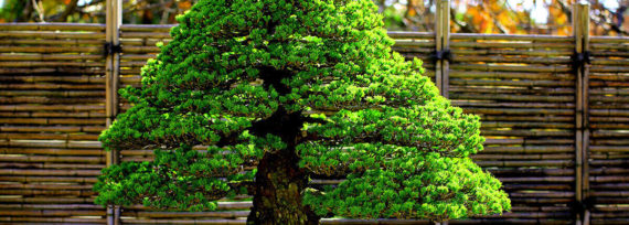 松盆栽の姿作りに効果ある肥料やりポイント 盆栽 Com